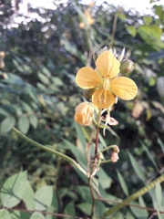 Senna occidentalis