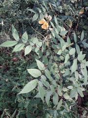 Senna occidentalis