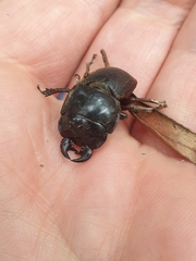 Geodorcus helmsi
