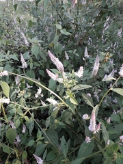 Celosia argentea