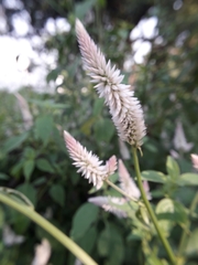 Celosia argentea