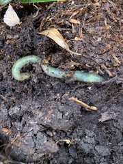 Aporrectodea smaragdina