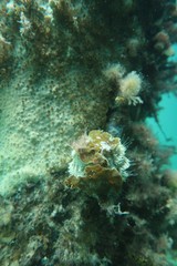 Amblypneustes elevatus elevatus