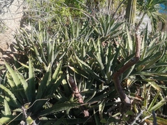 Agave aurea capensis
