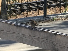 Passer montanus