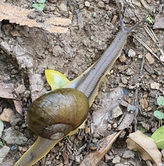 Natalina cafra
