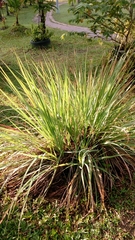 Cymbopogon citratus