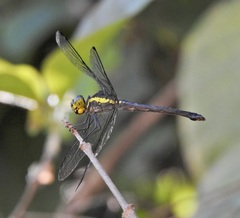 Agrionoptera longitudinalis biserialis