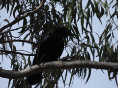 Corvus orru