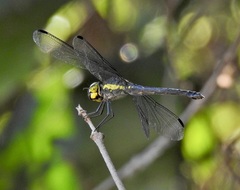 Agrionoptera longitudinalis biserialis