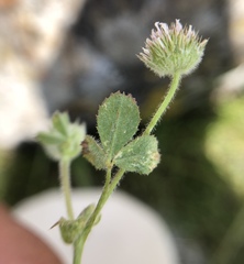 Trifolium microcephalum