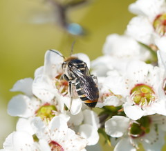 Lipotriches australica