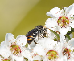 Lipotriches australica