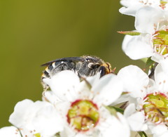 Lipotriches australica