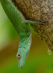 Anolis huilae