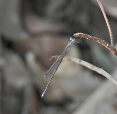 Indolestes tenuissimus