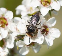 Lipotriches australica