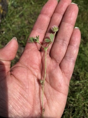 Trifolium microcephalum