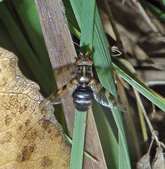Ceroxys hortulana