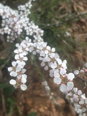 Leptospermum multicaule