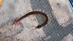 Parotostigmus