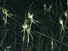 Caladenia atrovespa