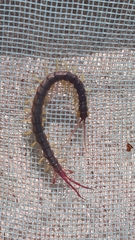 Parotostigmus