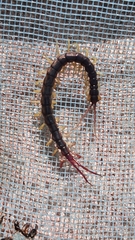 Parotostigmus