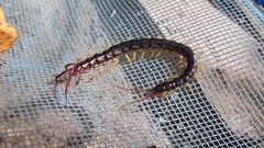Parotostigmus