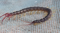 Parotostigmus