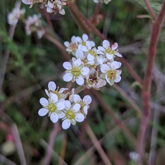 Micranthes integrifolia