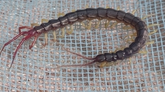Parotostigmus