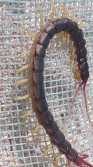 Parotostigmus