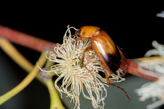 Phyllotocus macleayi