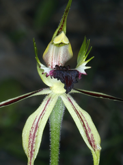 Caladenia atrovespa
