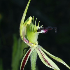 Caladenia atrovespa