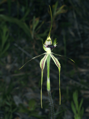 Caladenia atrovespa