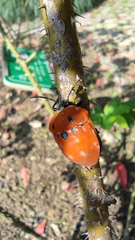 Poecilocoris druraei