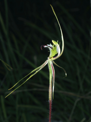 Caladenia atrovespa