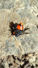 Poecilocoris druraei