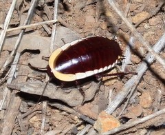 Cosmozosteria bicolor