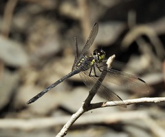 Agrionoptera longitudinalis biserialis