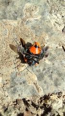 Poecilocoris druraei