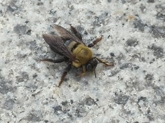 Xylocopa appendiculata appendiculata