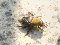 Xylocopa appendiculata appendiculata