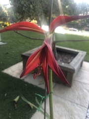 Sprekelia