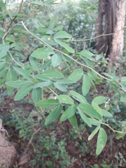Angiospermae
