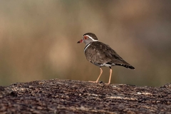 Three-Banded Plover photo 2