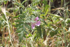 Clarkia bottae