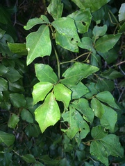Rhoicissus rhomboidea